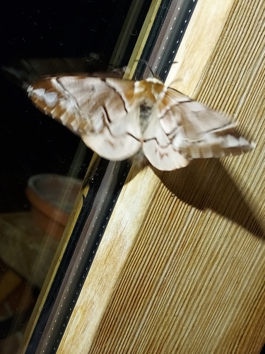 Endromis versicolora