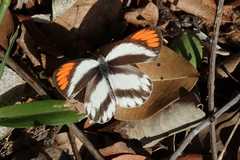 Colotis euippe
