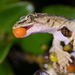 Raukawa Gecko - Photo (c) Christopher Stephens, some rights reserved (CC BY-SA), uploaded by Christopher Stephens