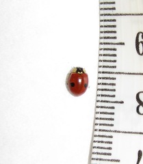 Adalia bipunctata
