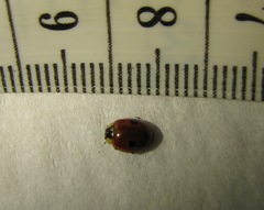 Adalia bipunctata
