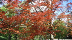 Fagus sylvatica