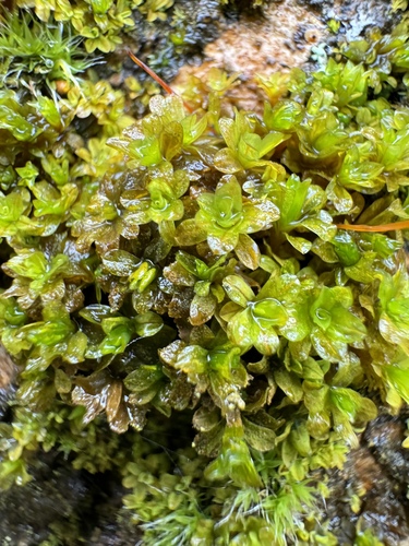 Syntrichia latifolia