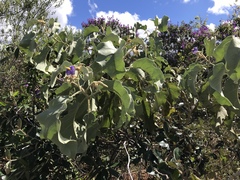 Solanum lycocarpum