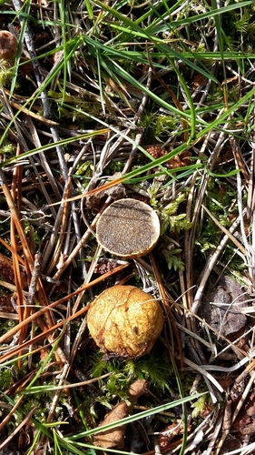 Yellow false truffle (Rhizopogon luteolus)