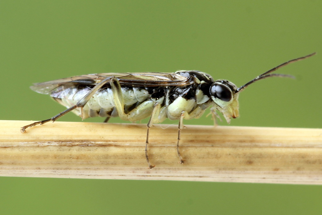 Goldenrod Strider