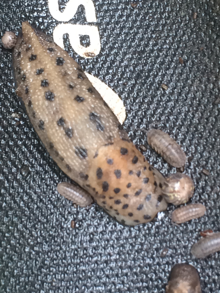 Leopard Slug (The (Almost) Definitive Guide to the Species in and ...