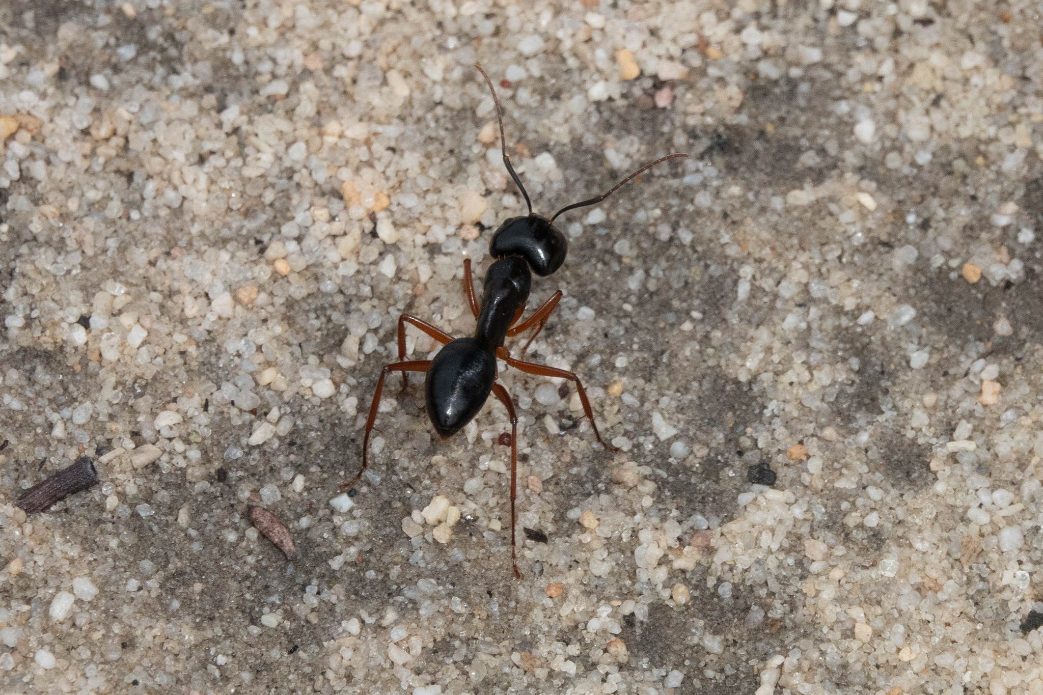 Camponotus prostans