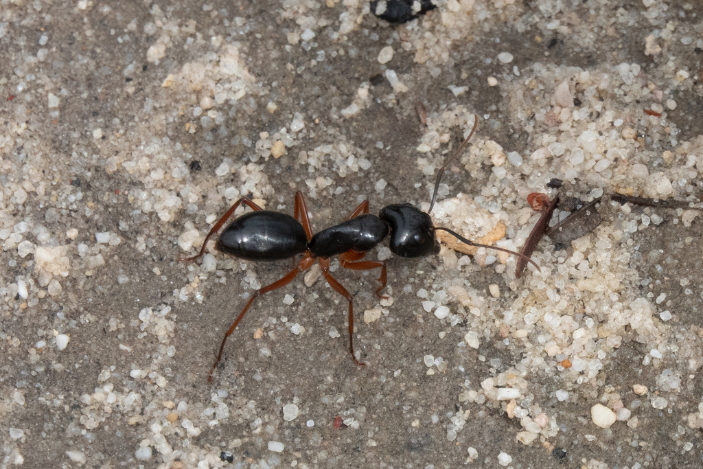 Camponotus prostans