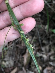 Scleria terrestris