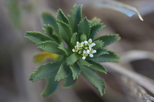 Lepidium oleraceum, photograph 3