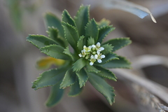 (c) Christopher Stephens, some rights reserved (CC BY-SA) Lepidium oleraceum, photograph (c) Christopher Stephens, some rights reserved (CC BY-SA)