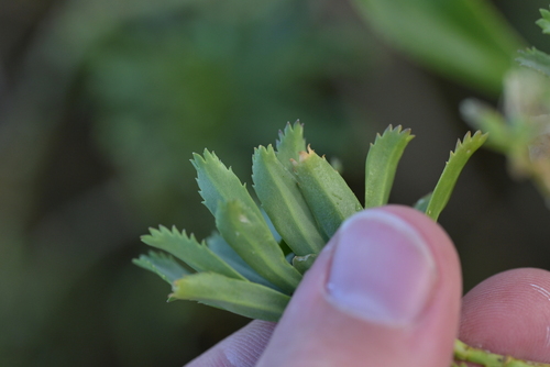 Image of Lepidium oleraceum by (c) Christopher Stephens, some rights reserved (CC BY-SA)