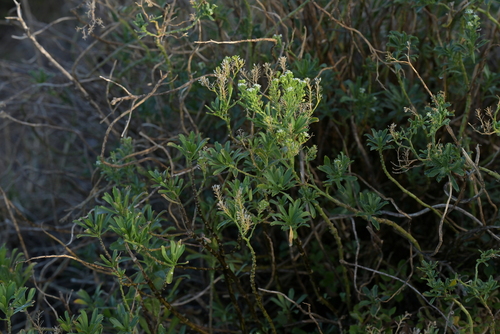 Image of Lepidium oleraceum by (c) Christopher Stephens, some rights reserved (CC BY-SA)