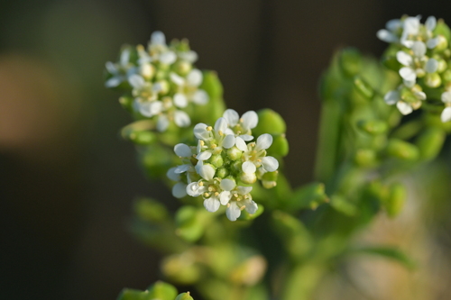 Image of Cook's Scurvy Grass (Lepidium oleraceum) by (c) Christopher Stephens, some rights reserved (CC BY-SA)