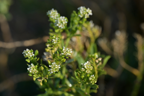 Image of Lepidium oleraceum by (c) Christopher Stephens, some rights reserved (CC BY-SA)