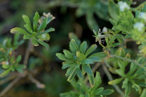 Lepidium oleraceum, photograph 5