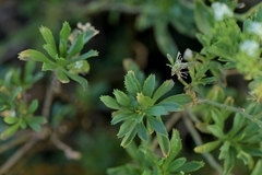 (c) Christopher Stephens, some rights reserved (CC BY-SA) Lepidium oleraceum, photograph (c) Christopher Stephens, some rights reserved (CC BY-SA)