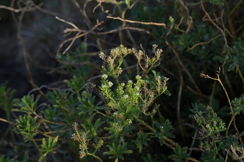 Image of Cook's Scurvy Grass (Lepidium oleraceum) by (c) Christopher Stephens, some rights reserved (CC BY-SA)