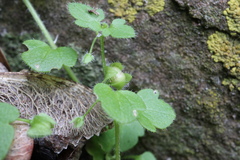 Veronica hederifolia