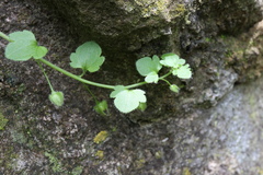 Veronica hederifolia