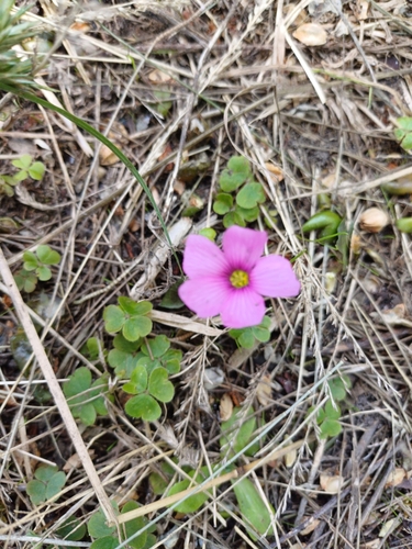 Image of Oxalis hispidula by (c) Agustina Medina, some rights reserved (CC BY)
