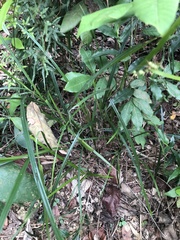 Scleria terrestris