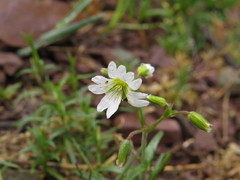 Cerastium arvense strictum