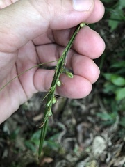 Scleria terrestris