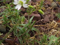 Cerastium arvense strictum