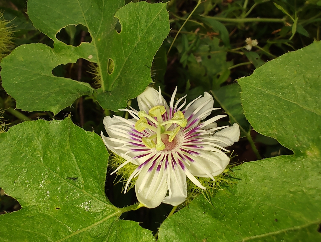 Passiflora vesicaria vesicaria from 6F5C+8GF, Balabhadrapur, Odisha ...