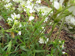Cerastium arvense strictum