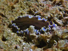 Pseudoceros duplicinctus