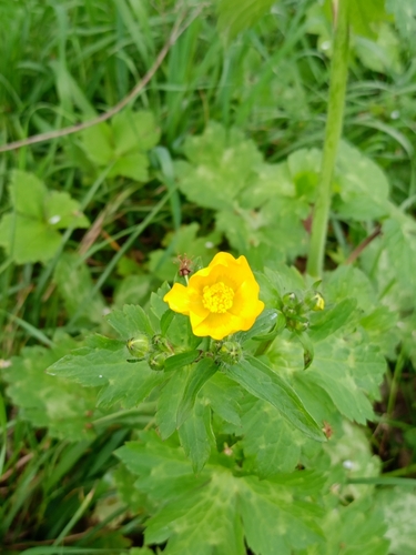 Ranunculus lanuginosus iNat (2)