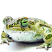 Green Toad - Photo (c) Matt Reinbold, some rights reserved (CC BY-SA)