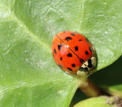Harmonia axyridis
