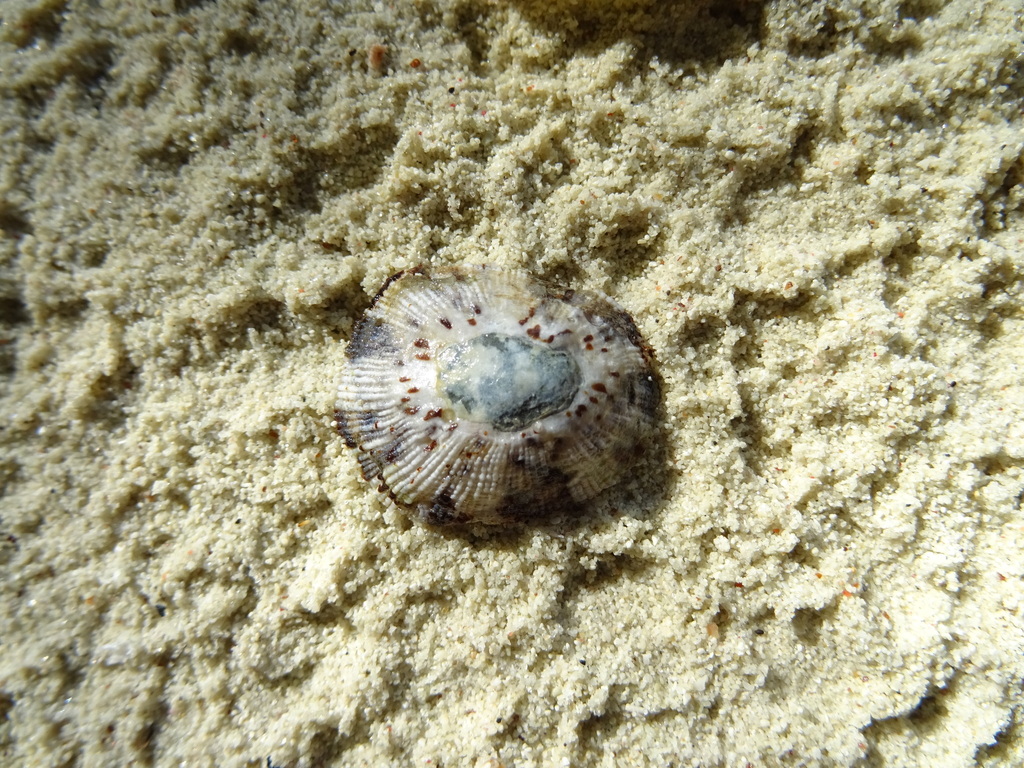 Cellana eucosmia