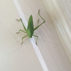 Platylyra californica