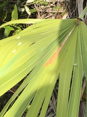 Ormenaria rufifascia