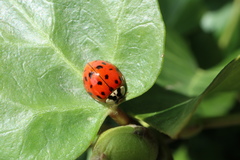 Harmonia axyridis