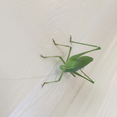 Platylyra californica