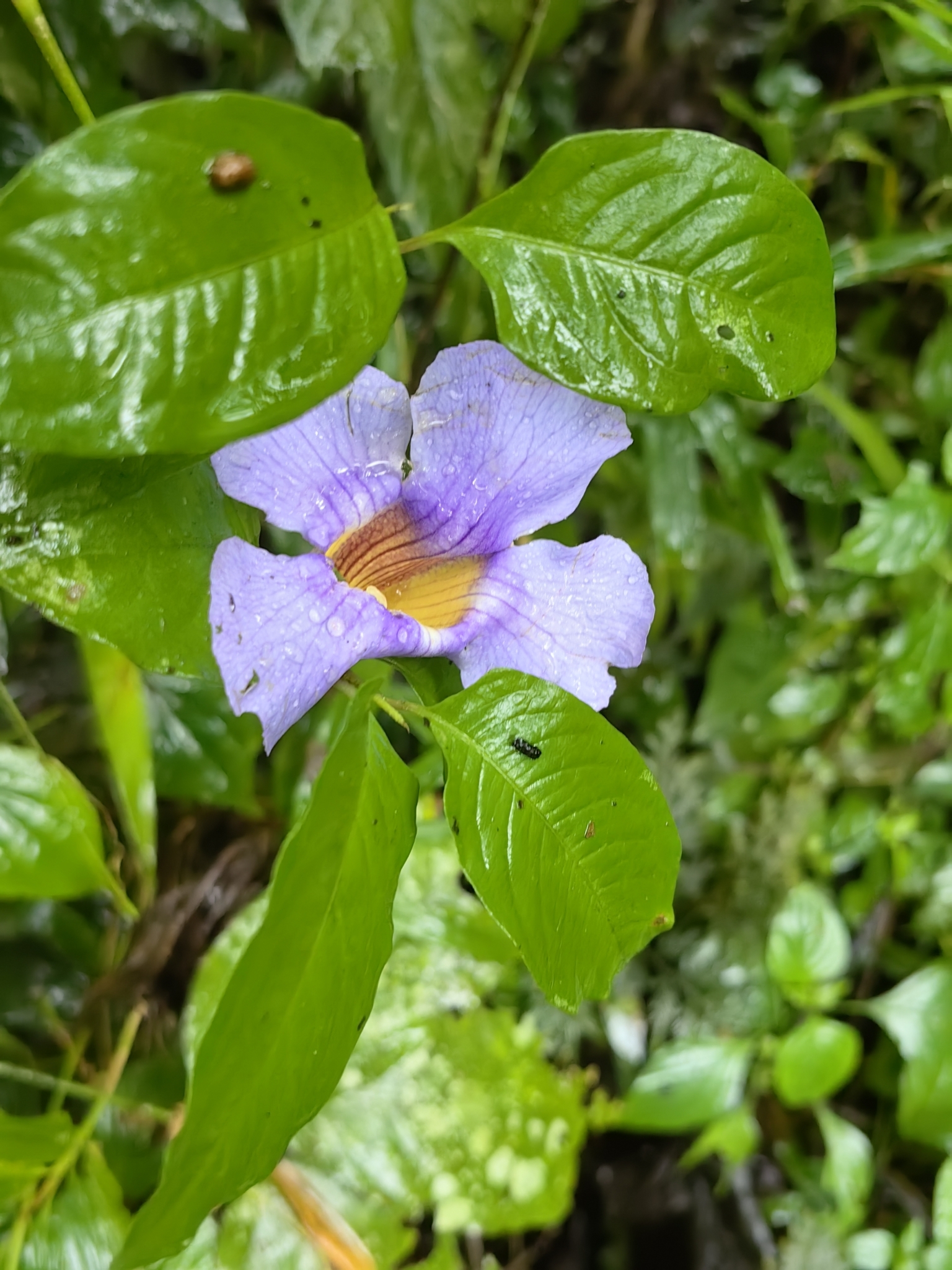 Thunbergia laurifolia (Thunbergia laurifolia)