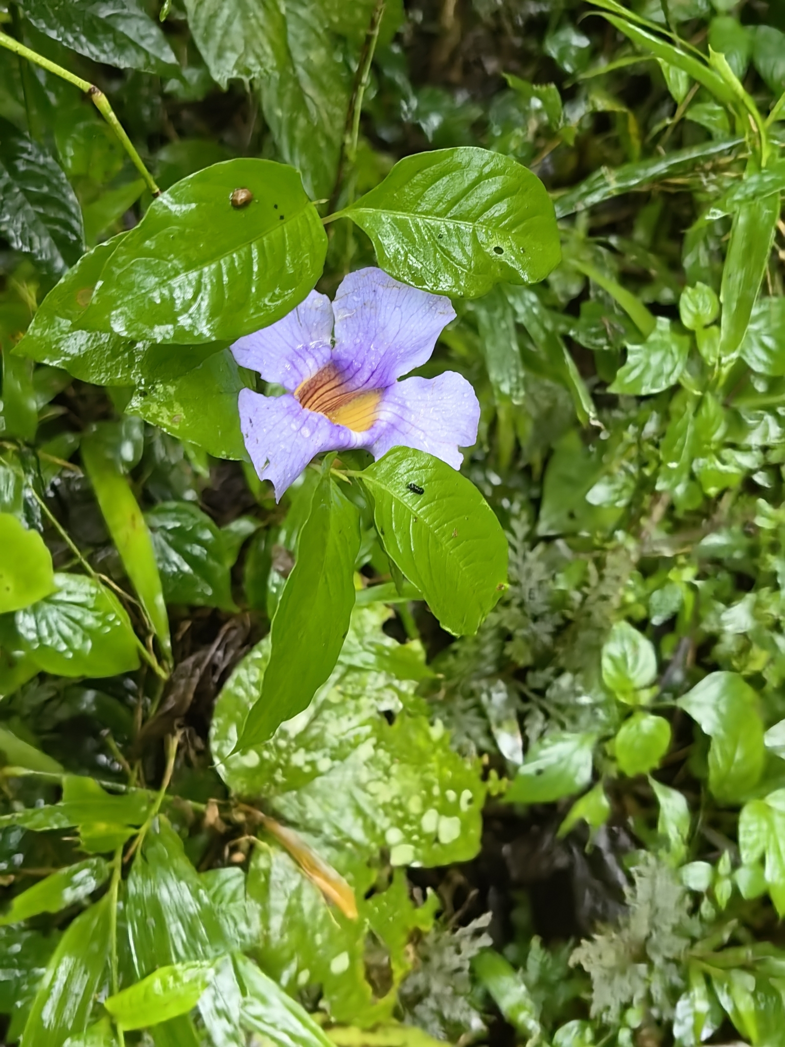 Thunbergia laurifolia — ảnh 2
