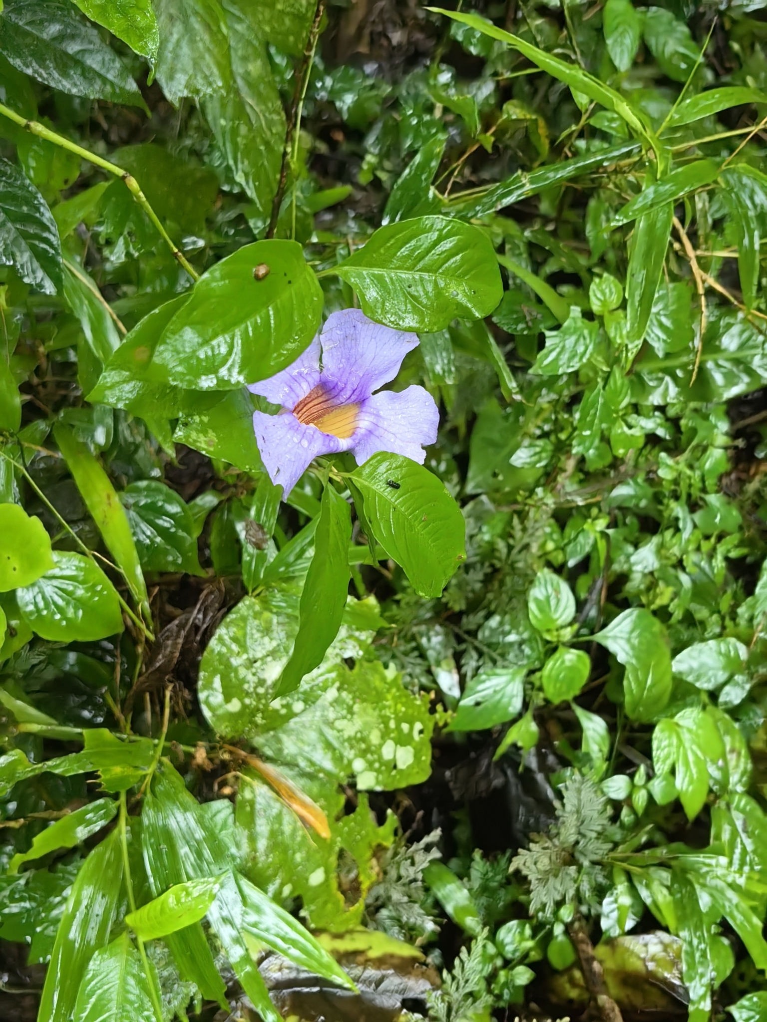 Thunbergia laurifolia — ảnh 3