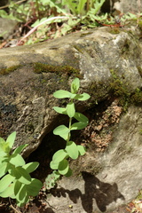 Hypericum perforatum