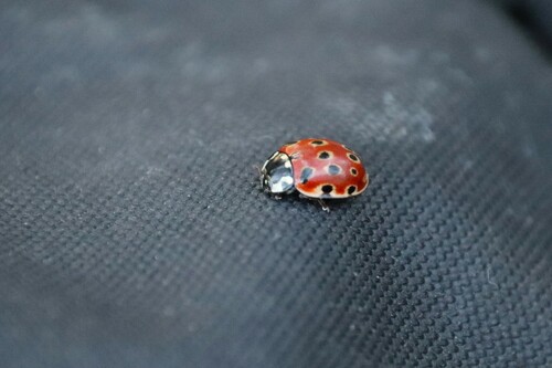 Anatis ocellata