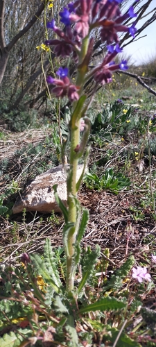 Image of Anchusa undulata by (c) Jorge Íñiguez, some rights reserved (CC BY)