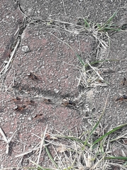 Macrotermes carbonarius