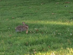 Oryctolagus cuniculus