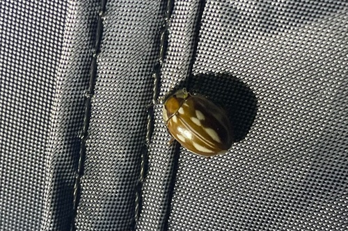 Myzia oblongoguttata